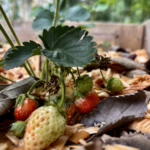 Le Beau’tager, un petit havre de verdure