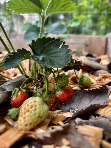 Le Beau’tager, un petit havre de verdure